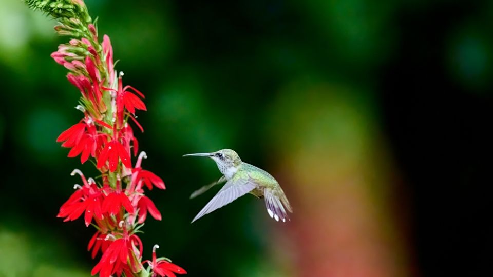 Ruby-throated Hummingbird feeding on Red Cardinal Flower