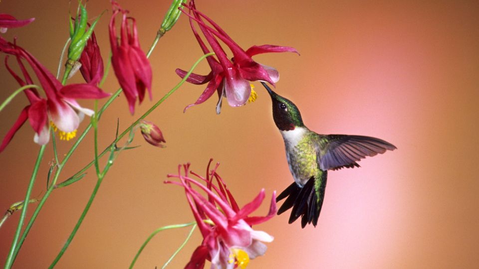 Ruby-throated Hummingbird flying and feeding on Columbine