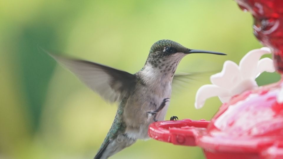 hummingbird landing to drink from a wet feeder