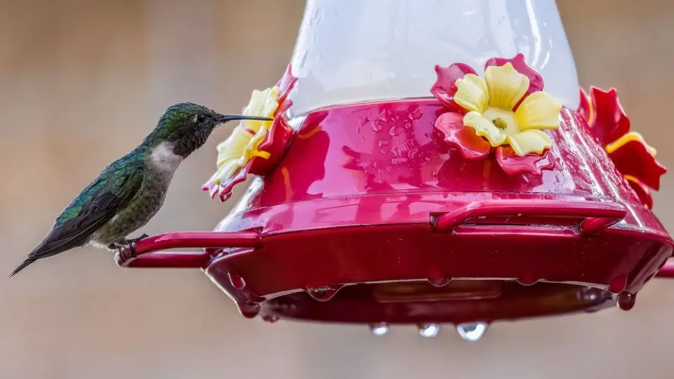 wet feeder with a hummingbird sitting ready to feed