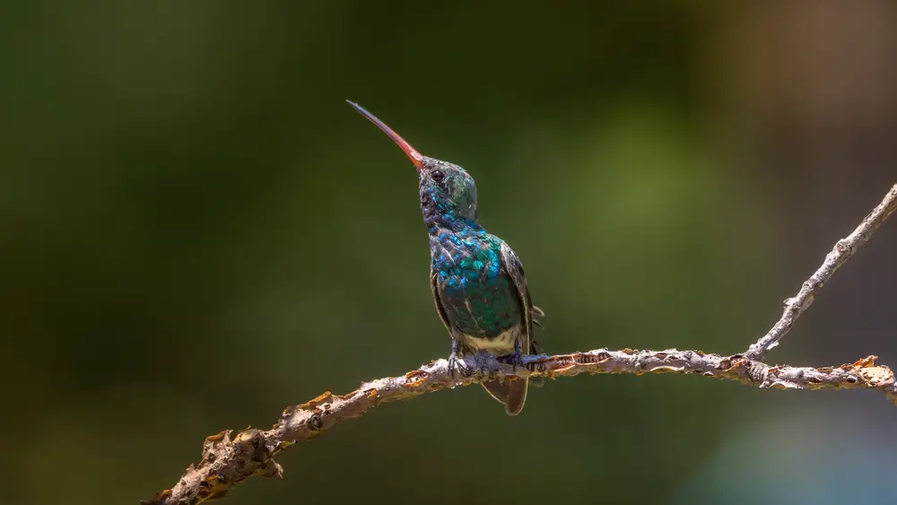 broad-billed hummingbird perched on a branch