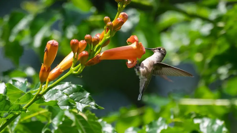 when do hummingbirds leave Colorado