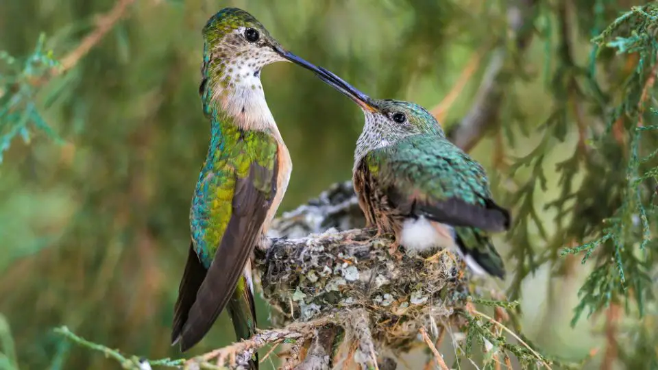 Broad-tailed female hummingbird feeding a juvenile hummingbird