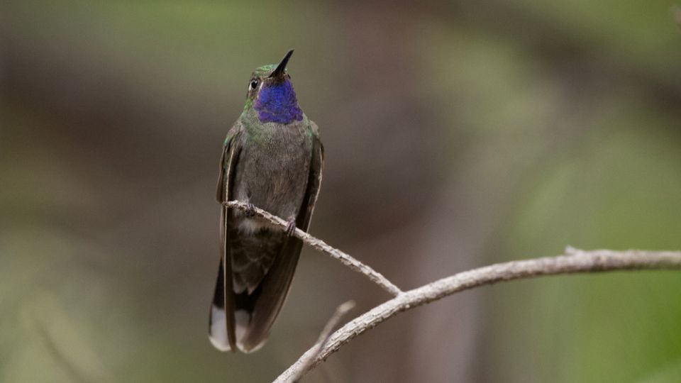 Blue-throated Mountain Gem Hummingbird in Colorado