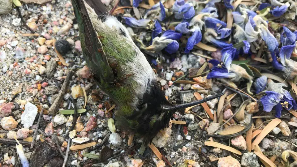dead hummingbird on the ground next to some flowers