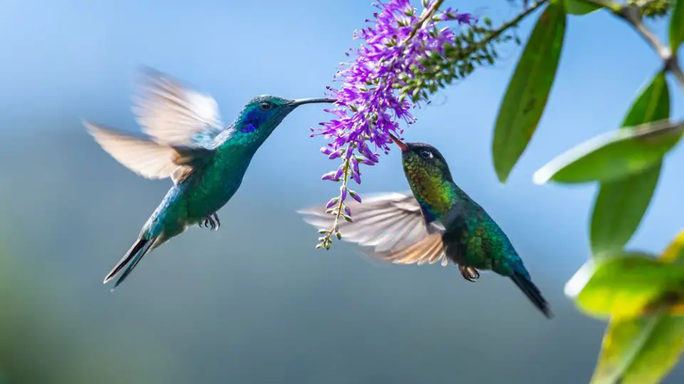 Green violet-ear hummingbirds in Georgia
