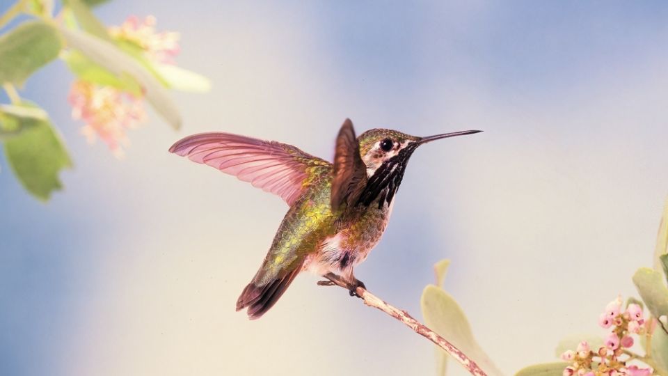 Calliope hummingbirds in Georgia