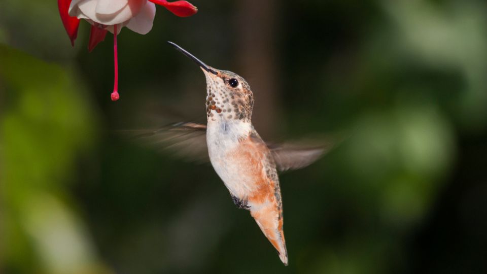 Allen's hummingbirds in georgia