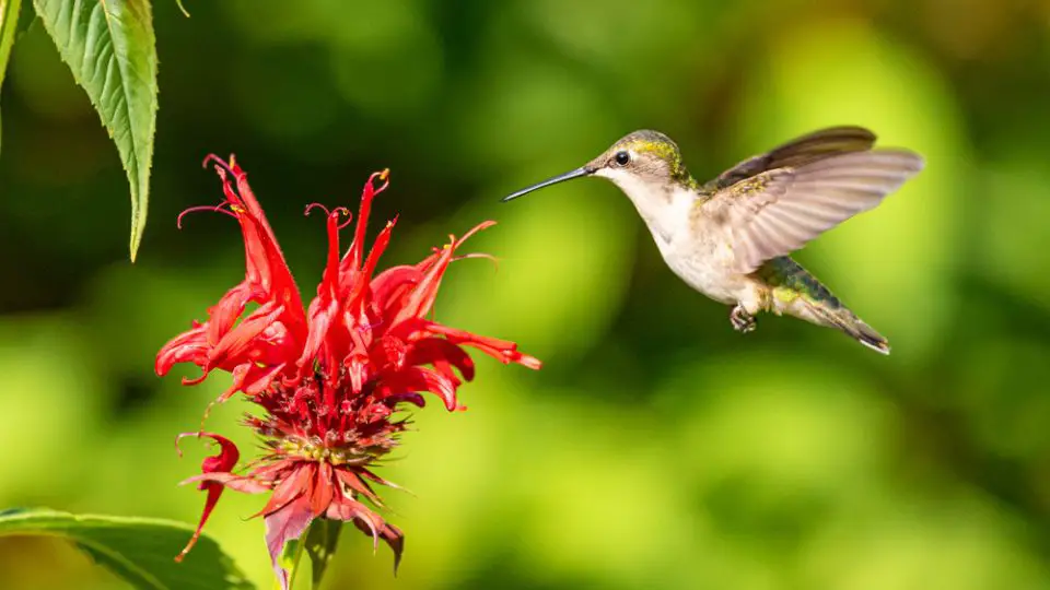 When Do Hummingbirds Leave Georgia?