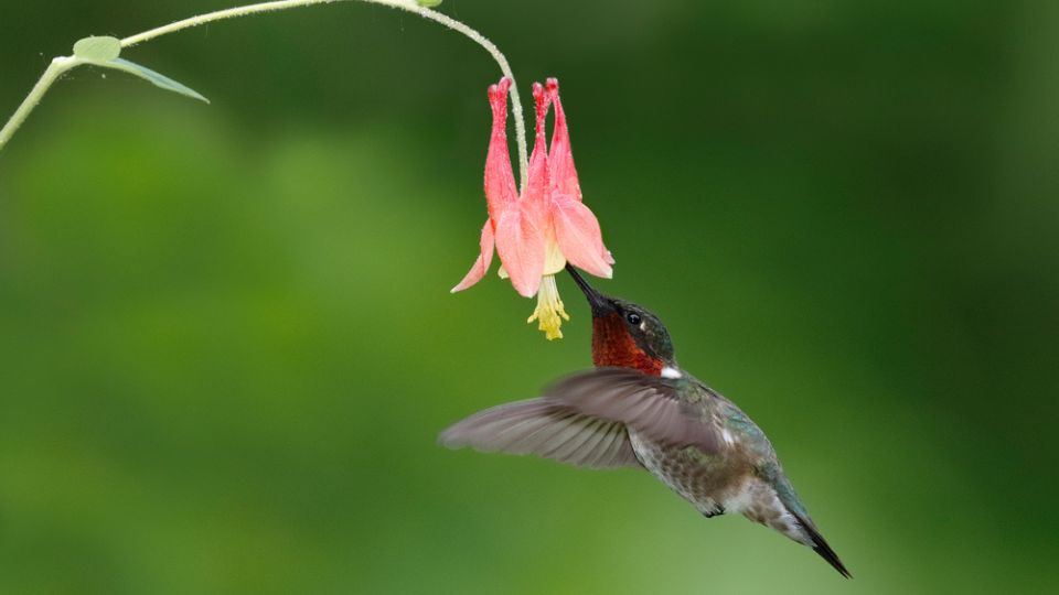 Ruby-throated Hummingbird Georgia