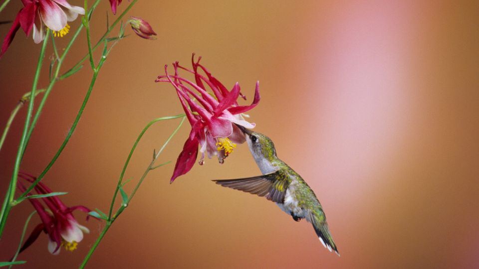 georgia hummingbird 4