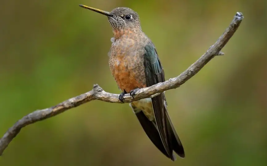 Giant hummingbird perched on a branch