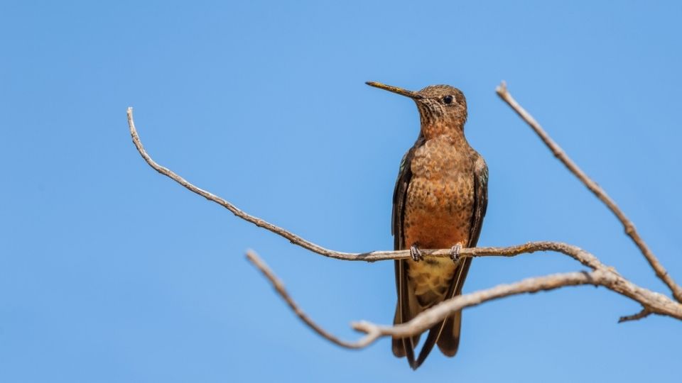 giant hummingbird perched on a branch with a light blue sky behind it