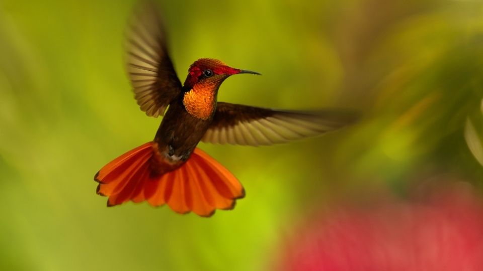 hummingbird 2 1