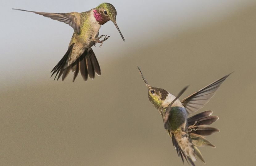 hummingbirds fighting