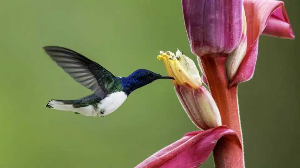 White-necked Jacobin - Florisuga mellivora, beautiful colorful hummingbird from Central America forests, Costa Rica.
