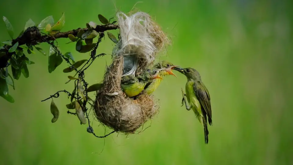 female hummingbird feeding her chicks in their nest