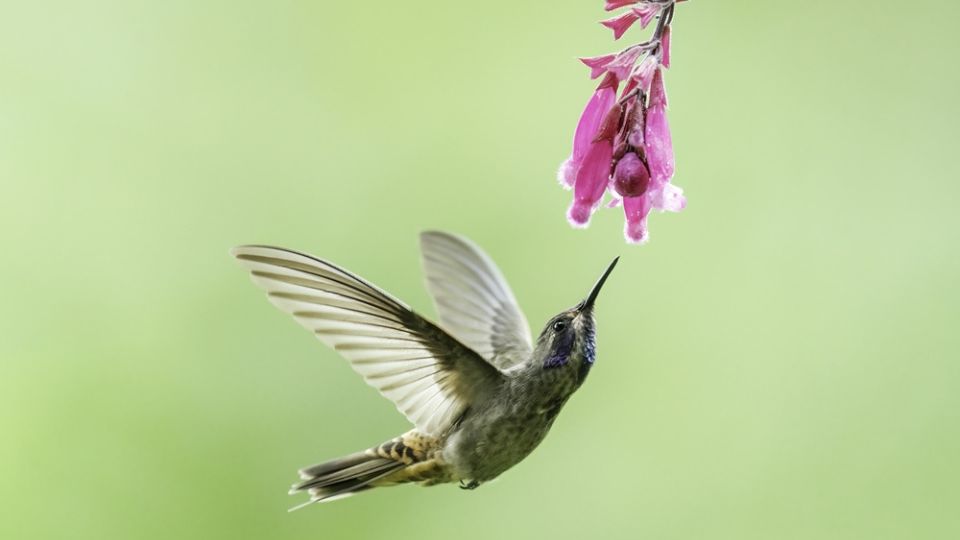 A Brown Violetear Hummingbird (Colibri delphinae) in Fundacion Jocotoco's Buenaventura reserve in western Ecuador near Pinas, El Oro Province.