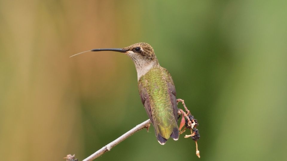 hummingbird perched on a branch with its tongue protruding