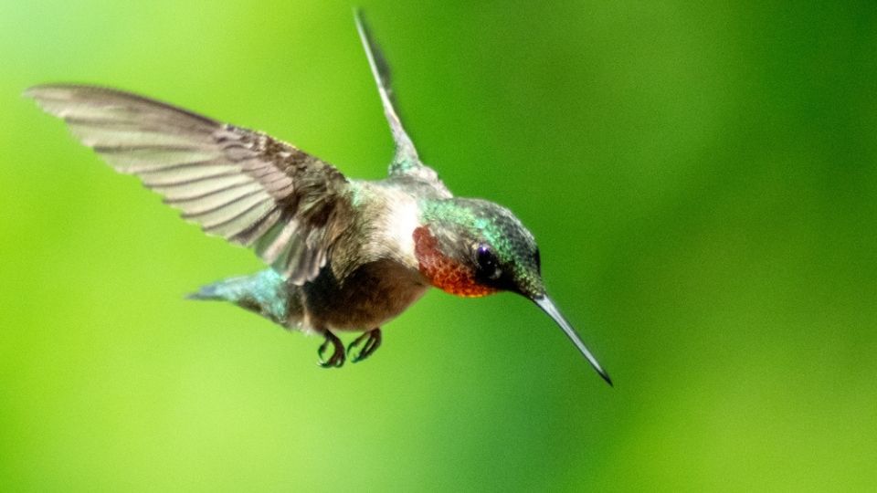 hummingbird Courtship dives