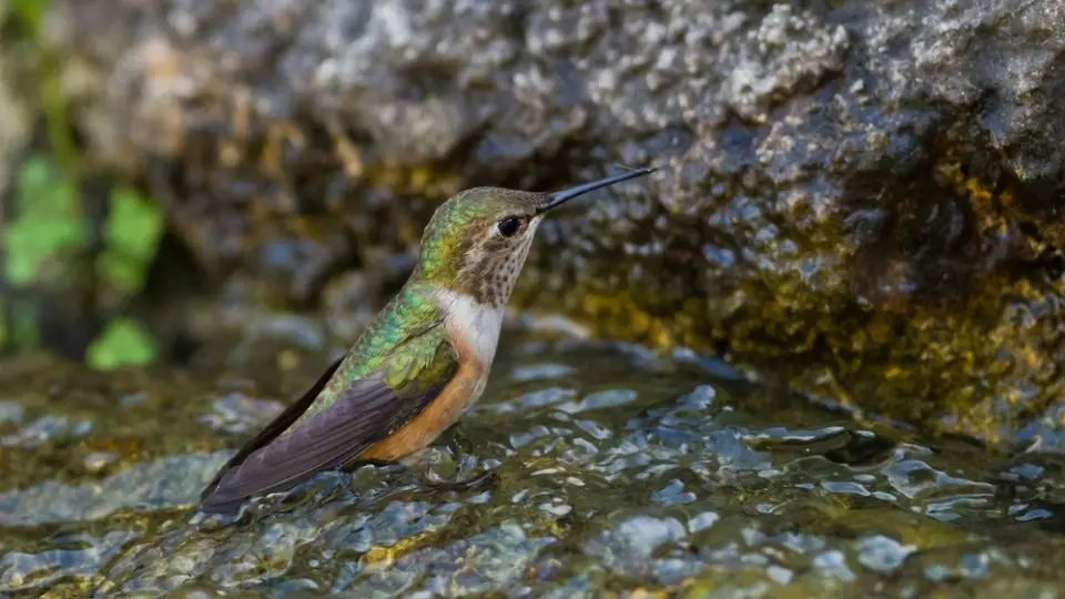 hummingbird in a natural bird bath in Minnesota