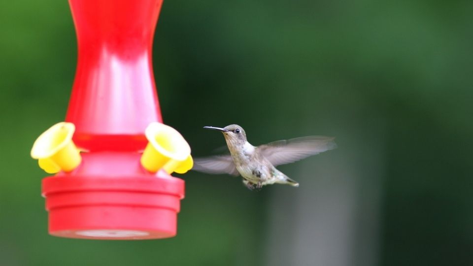 hummingbird food