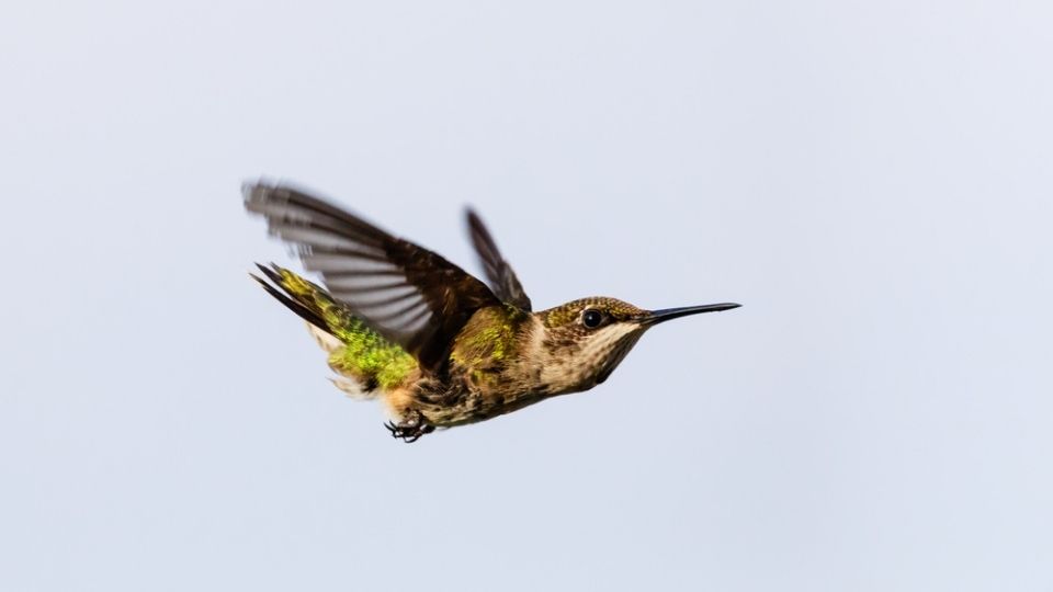 hummingbird zipping through the air