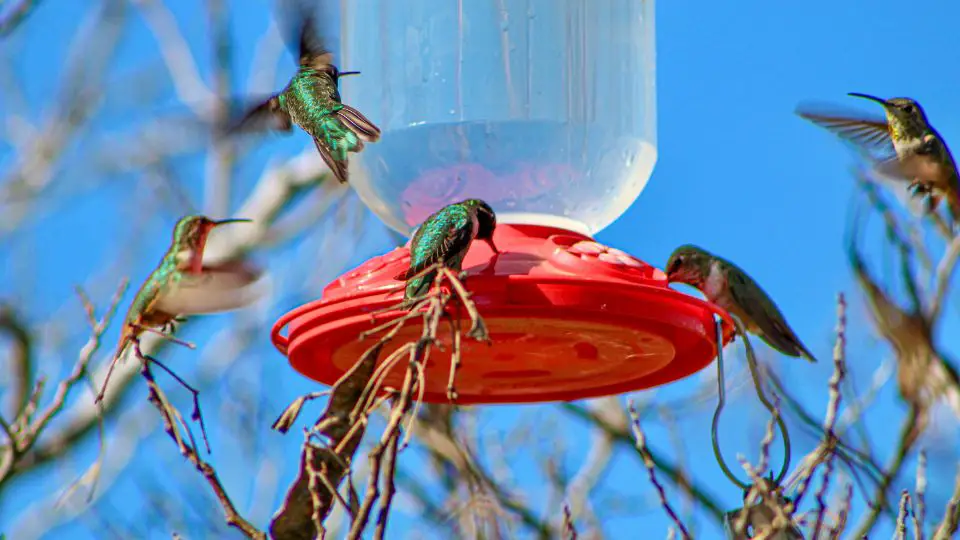 hummingbird feeder hanging in a tree with five birds, both perched and flying