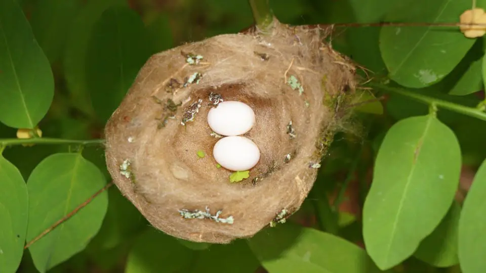 two hummingbird eggs in a nest