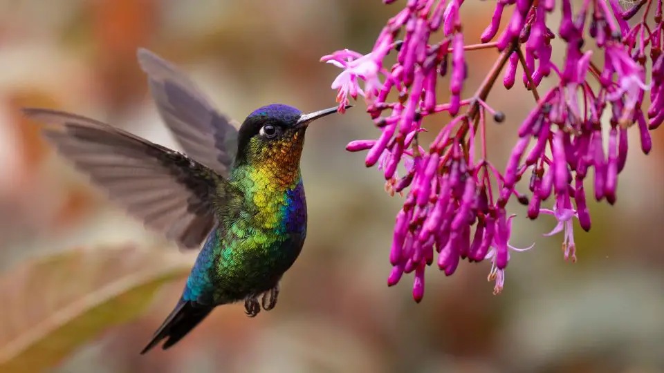 iridescent hummingbird feeding on purple flowers