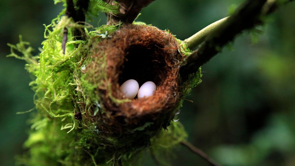 hummingbird nest with two small eggs and lichen