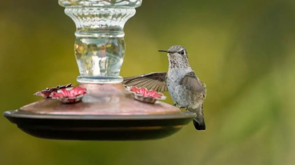 can hummingbird nectar get too hot