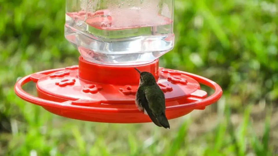 plastic hummingbird feeder with hummingbird perched