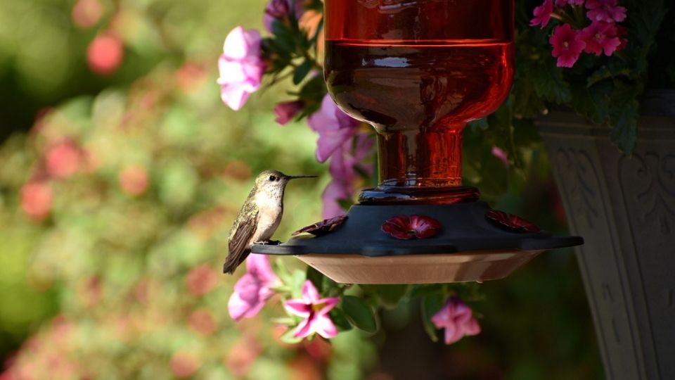 glass hummingbird feeder with hummingbird perched near pink flowers