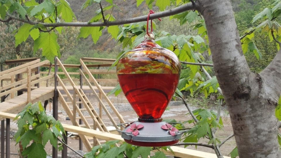 glass hummingbird feeder in Minnesota