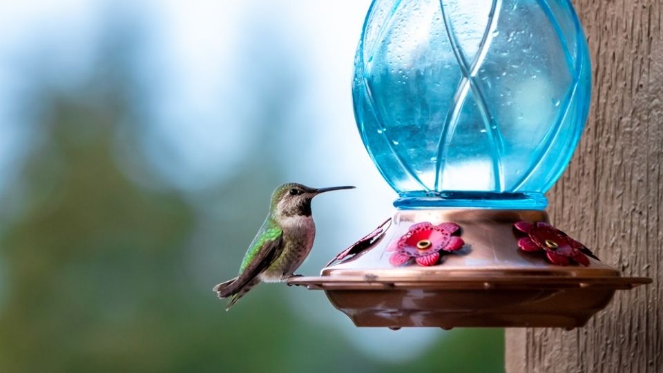 decorative blue glass hummingbird feeder in Minnesota, with hummingbird perched