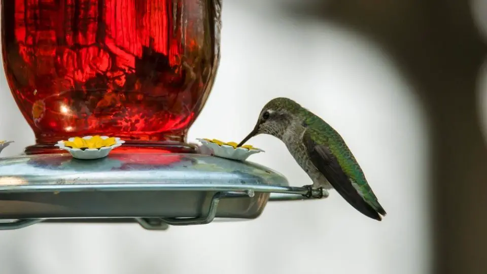 hummingbird feeder 6