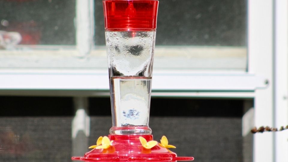 tapered glass hummingbird feeder in Minnesota