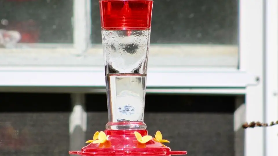 Do Hummingbirds Eat Ants Step By Step Guide To Keeping Ants Off Of   Hummingbird Feeder 7 