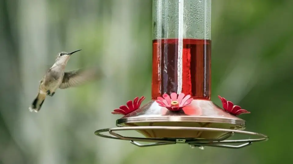 hummingbird feeder leaks 1