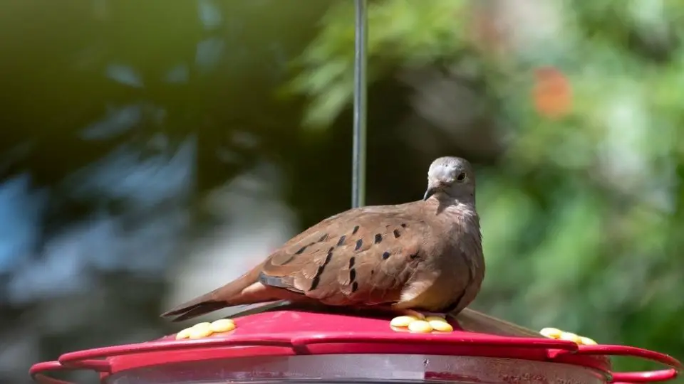 dove sitting on top of a hummingbird feeder