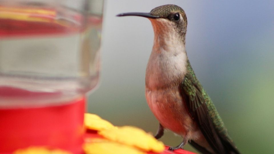 hummingbird perched at a feeder