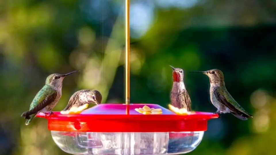 hummingbird feeder with several hummingbirds perched on it