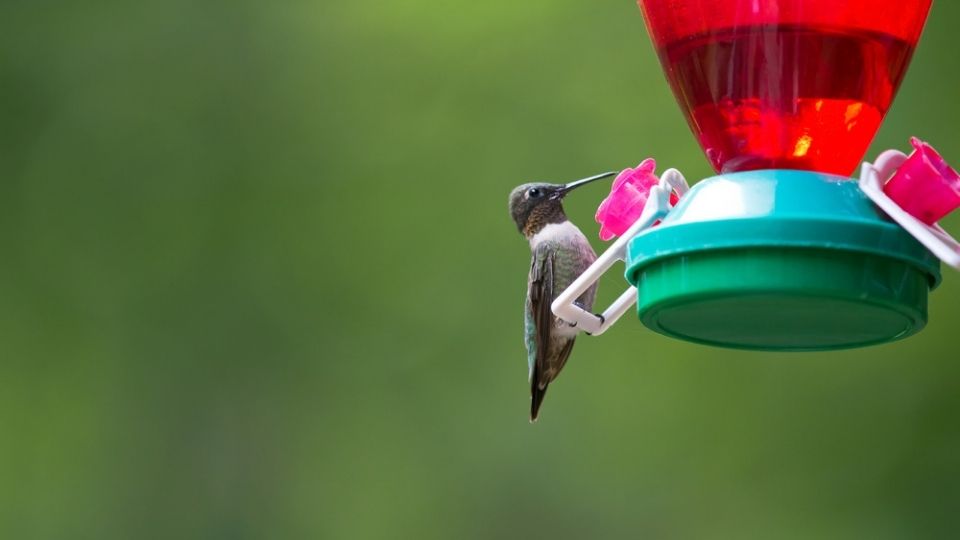 hummingbird on a perch of a colorful hummingbird feeder