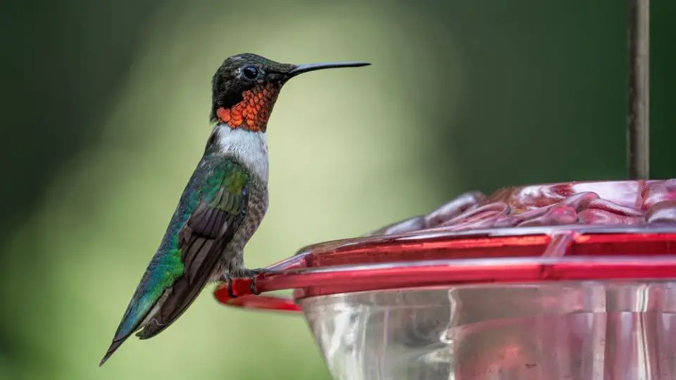 hummingbird perched on a feeder