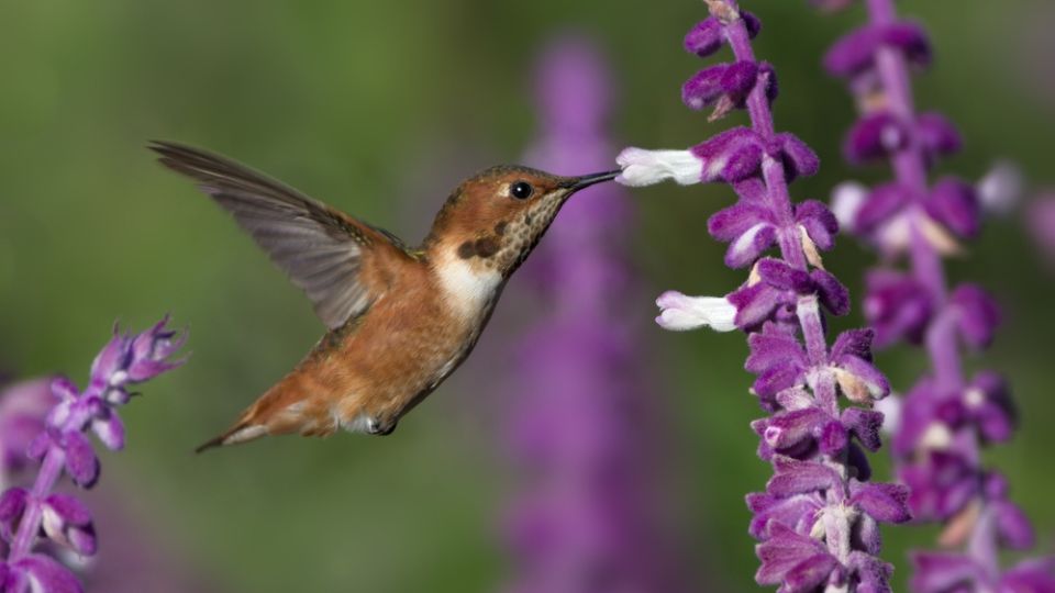 hummingbird feeding from white and purple flowers