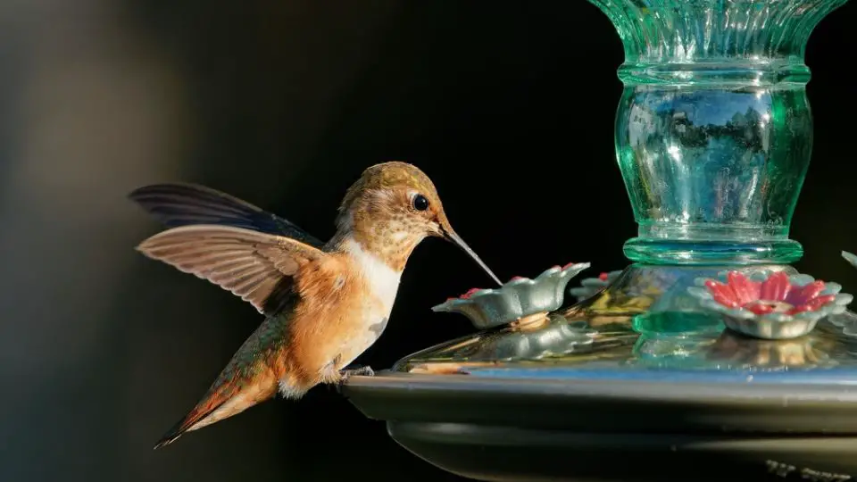 when to put out hummingbird feeders in Ohio