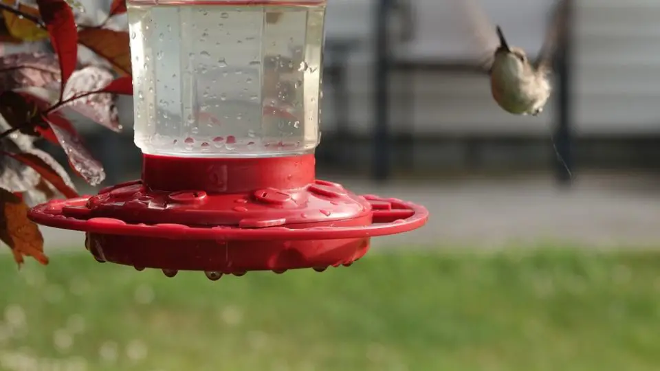 when to put out hummingbird feeders in georgia