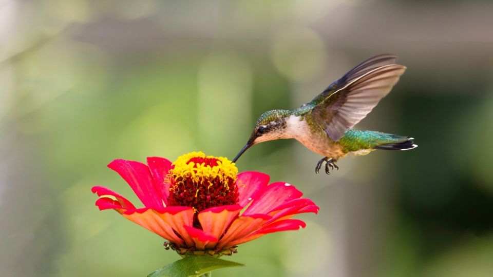 hummingbird migration 2
