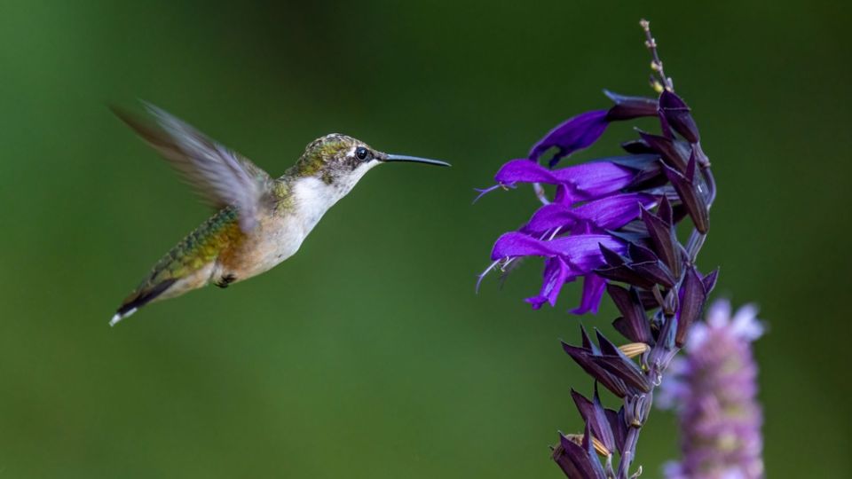 hummingbird flying near purple flower to feed